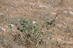 Sphaeralcea parvifolia