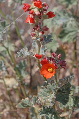Sphaeralcea parvifolia