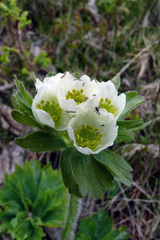 Anemonastrum biarmiense