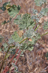 Sphaeralcea parvifolia