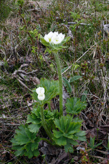Anemonastrum biarmiense