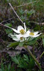 Anemonastrum biarmiense