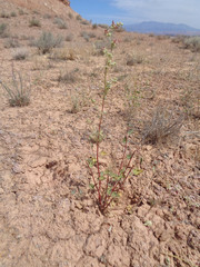 Sphaeralcea parvifolia