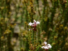 Mulguraea asparagoides