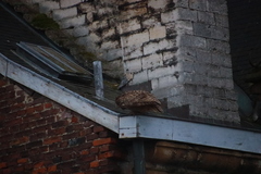 Bubo bubo