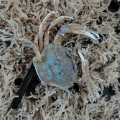 Liocarcinus vernalis