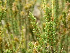 Mulguraea asparagoides