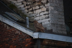 Bubo bubo