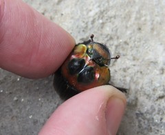 Sulcophanaeus imperator