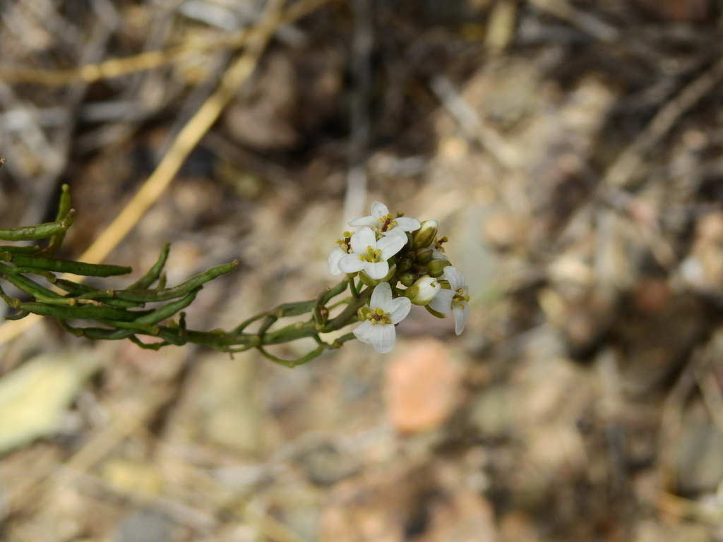 Neuontobotrys frutescens