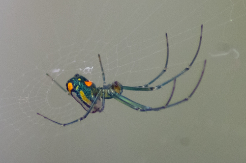 Mabel Orchard Orbweaver photo 4