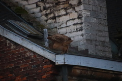 Bubo bubo