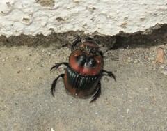 Sulcophanaeus imperator