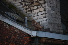 Bubo bubo