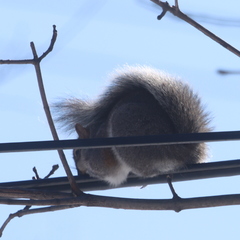 Sciurus carolinensis