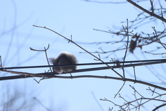 Sciurus carolinensis