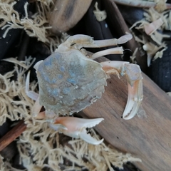 Liocarcinus vernalis