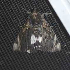 Catephia linteola