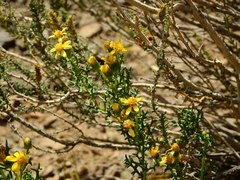 Senecio uspallatensis