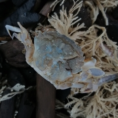 Liocarcinus vernalis