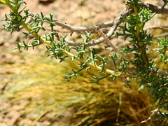 Senecio uspallatensis