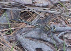 Phanogomphus oklahomensis