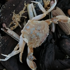 Liocarcinus vernalis