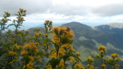 Solidago leiocarpa