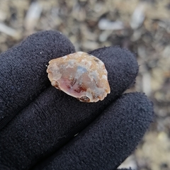 Liocarcinus navigator