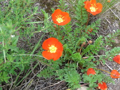 Hypseocharis pimpinellifolia