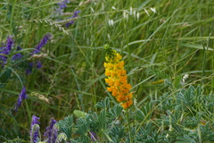 Lupinus luteolus