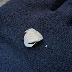 Thia scutellata