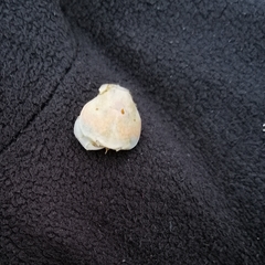 Thia scutellata