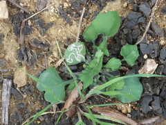 Phytomyza syngenesiae group