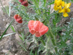 Caiophora chuquitensis