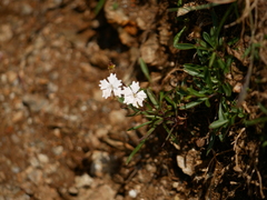Heliosperma