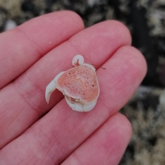 Thia scutellata