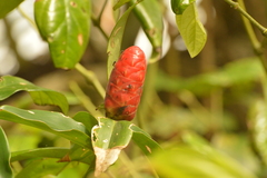Costus woodsonii