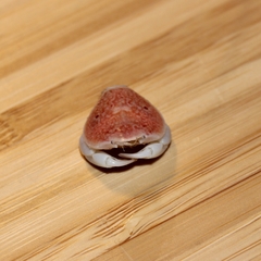 Thia scutellata