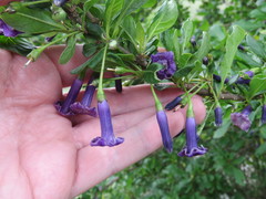 Eriolarynx australis