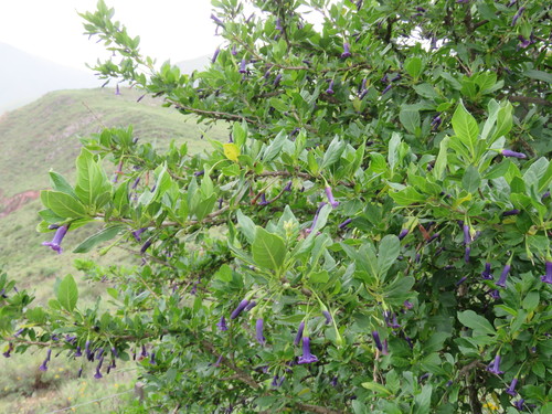 Eriolarynx australis, photograph 1