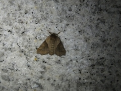 Pygaerinae