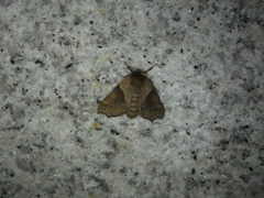 Pygaerinae