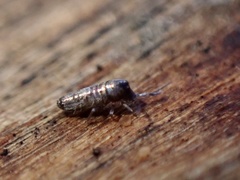 Lepidocyrtus curvicollis