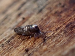 Lepidocyrtus curvicollis