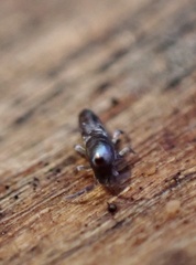 Lepidocyrtus curvicollis