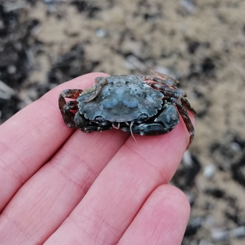 Arch-fronted Swimming Crab, Oostduinen, Den Haag, Netherlands, photo 7 of 10