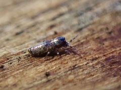 Lepidocyrtus curvicollis