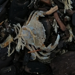 Liocarcinus vernalis
