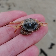 Liocarcinus navigator